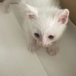 Meet your Posher, Ivan